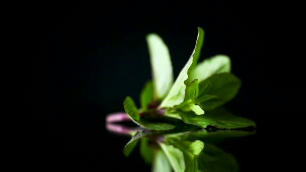 bunch of fresh green mint on black background - Кадры, видео