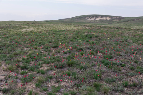 Tulipani selvatici nei campi del Kazakistan. Fiori selvatici primaverili. Montagna Bolshaya Ichka
. - Foto, immagini