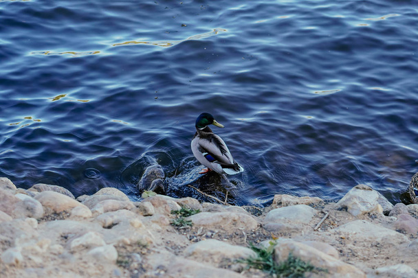 Duck sitting on the river bank - Фото, изображение