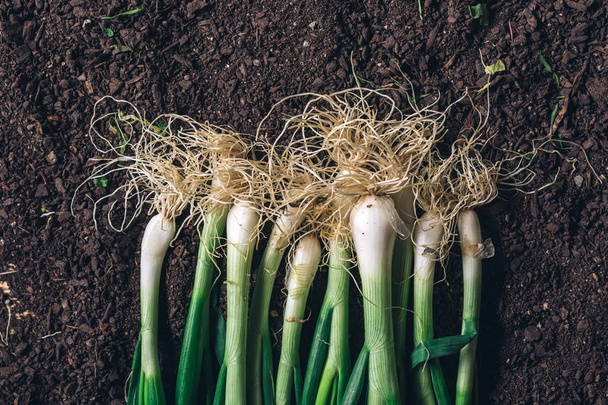 Spring onion or scallion on garden ground, top view - Foto, Imagem