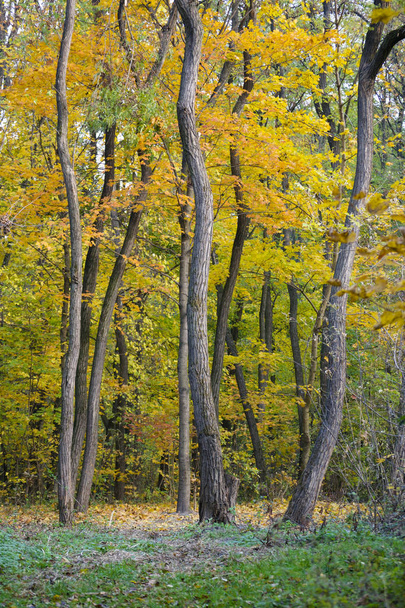 trees bent wood - Фото, зображення