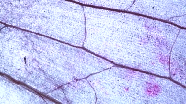 Primer plano microscópico de algunos tejidos - Metraje, vídeo