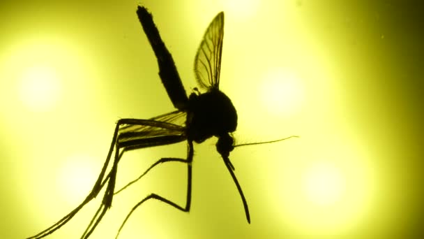 Макро крупным планом насекомого-комара в лаборатории
 - Кадры, видео