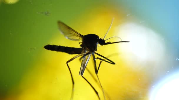 Macro primer plano de un insecto mosquito en un laboratorio
 - Metraje, vídeo