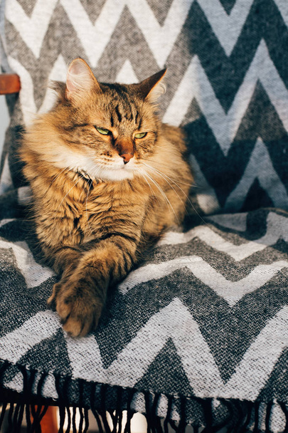 Söpö tabby kissa istuu tyylikkäässä tuolissa aurinkoisessa huoneessa. Maine coo
 - Valokuva, kuva