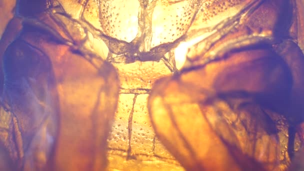 Detailed Microscopic Footage of insect analysis in a lab - Felvétel, videó