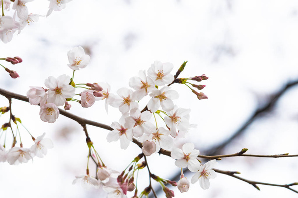 Fleurs de cerisier au printemps pour l'arrière-plan ou l'espace de copie pour le texte  - Photo, image