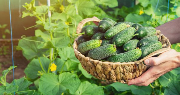 homemade cucumber cultivation and harvest in the hands of man. - Photo, Image