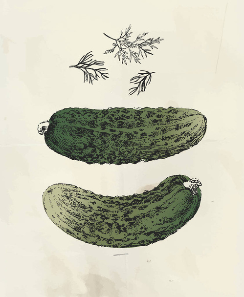 Illustrazione vintage di cetrioli disegnati a inchiostro e pianta di aneto - Vettoriali, immagini