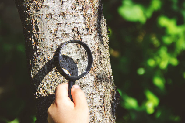 The child is looking in a magnifying glass. Increase. selective focus. - 写真・画像