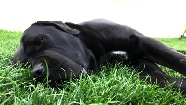 Černý velkej pes Korsa leží na zelené trávě. Cane Corso-chovný pes s rodokmen. - Záběry, video