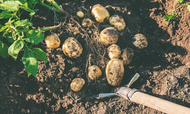 органічні домашні овочі в руках чоловічої картоплі
. - Фото, зображення
