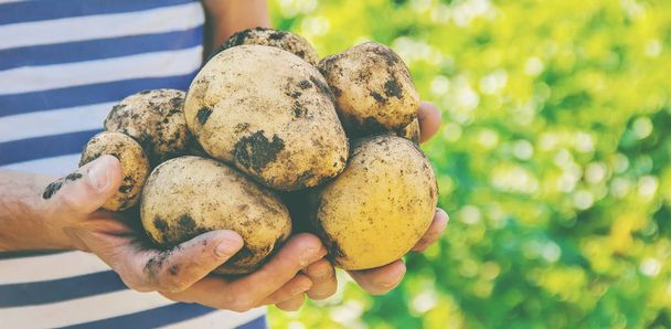 erkek patates elinde organik ev yapımı sebzeler. - Fotoğraf, Görsel