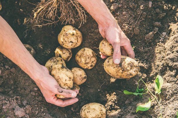 organic homemade vegetables in the hands of male potatoes. - Foto, Imagem