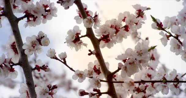 Pink tavaszi virág virágokat a cseresznyefa. Lövés a 6k piros kamera lassítva. - Felvétel, videó