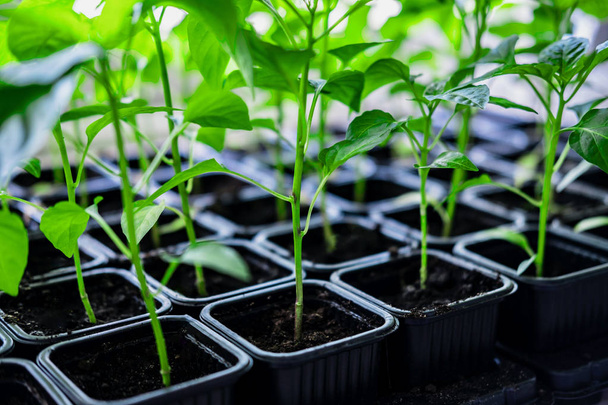 Seedlings of pepper plant vegetable - Фото, изображение