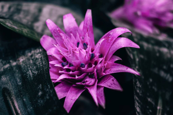 Beautiful bromelia flower - Fotoğraf, Görsel
