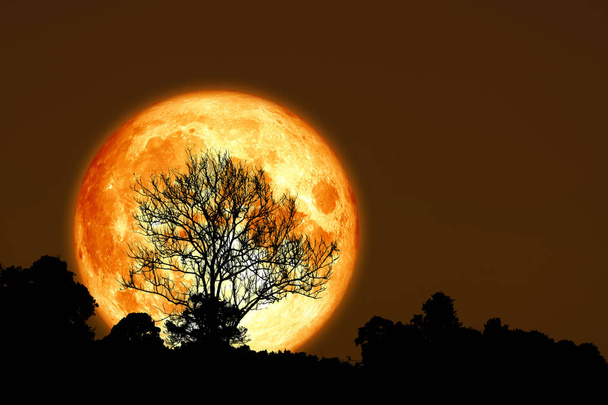 super corn planting moon back silhouette dry branch tree - Photo, Image