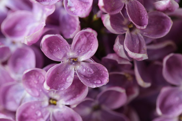 csokor fehér és lila Lilac, tavaszi virágok - Fotó, kép
