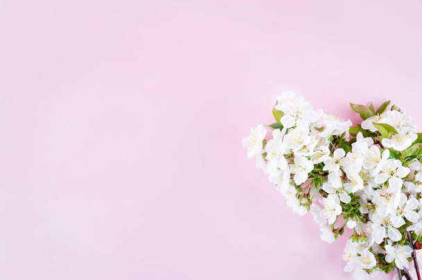 λουλούδια άνοιξη κεράσι σε ανοιχτό ροζ φόντο - Φωτογραφία, εικόνα