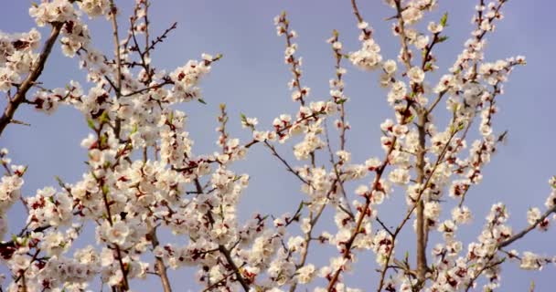 Różowa wiosna kwiat kwitnie na wiśniowym drzewie. Strzał na 6k czerwona kamera w zwolnionym tempie. - Materiał filmowy, wideo