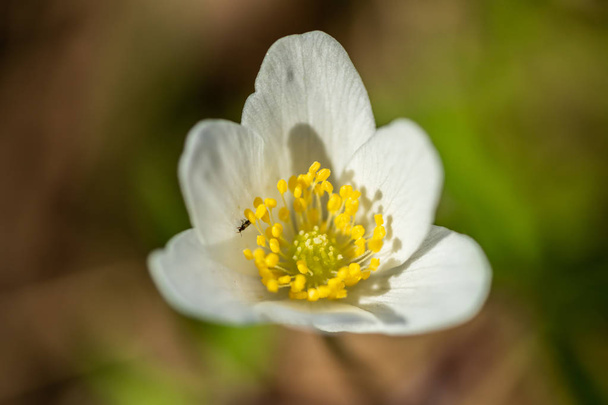 Primo piano di anemone di legno bianco e sfondo sepolto. Primavera in Finlandia. Anemone nemorosa
. - Foto, immagini