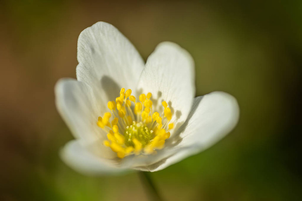 Close-up of white wood anemone and burred background. Spring in Finland. Anemone nemorosa. - Photo, Image