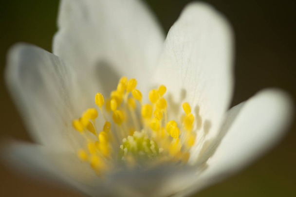 Close-up de anêmona de madeira branca e fundo enterrado. Primavera na Finlândia. Anemone nemorosa
. - Foto, Imagem