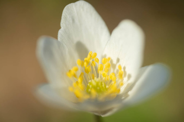 Zbliżenie białego drewna anemonu i poszczerbione tle. Wiosna w Finlandii. Anemone Nemorosa. - Zdjęcie, obraz