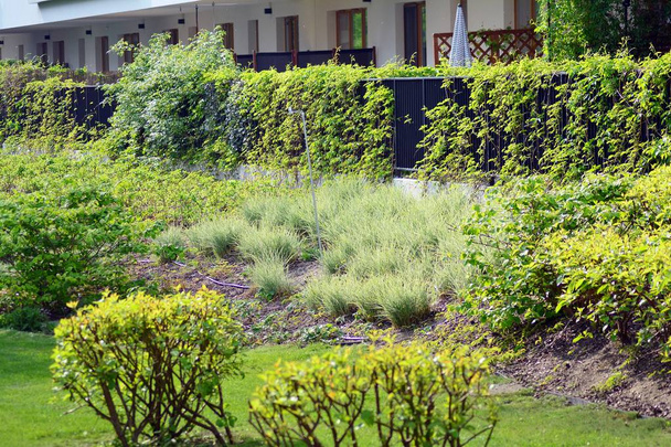 Arbustes et plantes ornementales près d'une maison de ville résidentielle
 - Photo, image