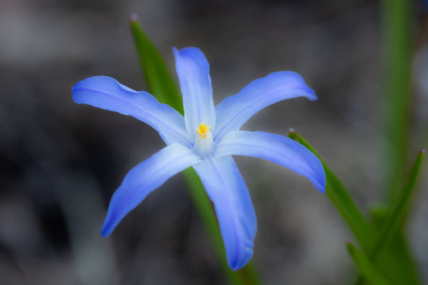 Flor azul scilla luciliae em uma macro cama de flor. Primavera na Finlândia
. - Foto, Imagem