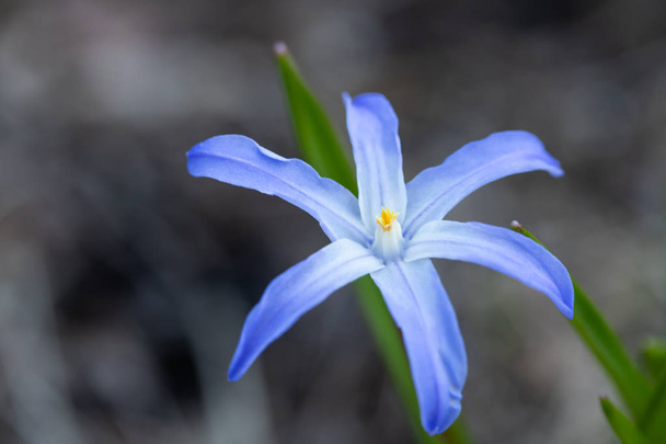 Fleur bleue scilla luciliae sur un lit de fleurs macro. Printemps en Finlande
. - Photo, image