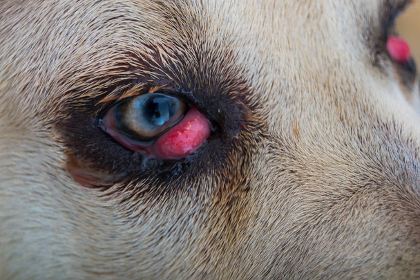 hůl Corso psí plemeno s třešňovým okem  - Fotografie, Obrázek