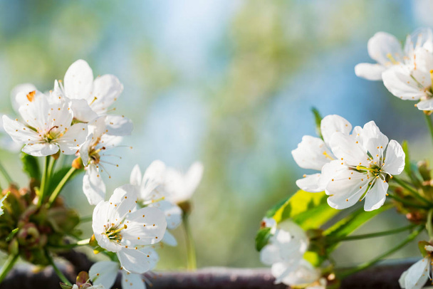 Gros plan belles fleurs de cerise sur la branche
 - Photo, image
