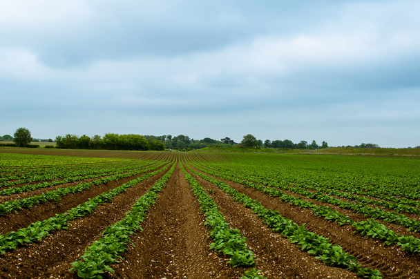 Зеленая фасоль поле с рядами зеленых стручковых бобов растет в богатой коричневой земле
 - Фото, изображение