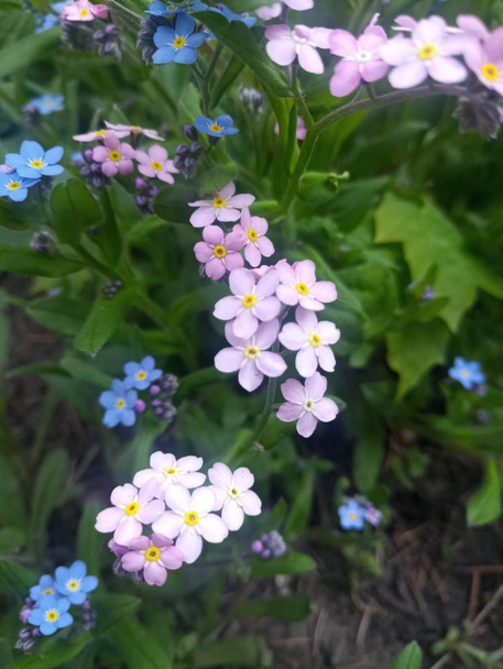 flores pequenas roxas azuis e suaves brilhantes em um canteiro de flores
 - Foto, Imagem