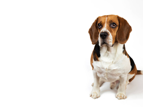 Beautiful Beagle dog on white background. Posing at studio - Fotoğraf, Görsel