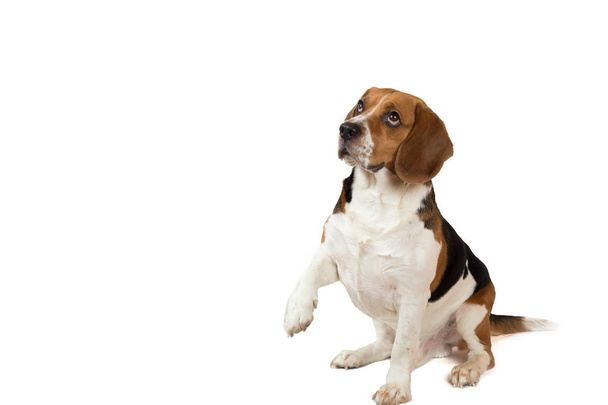 Beautiful Beagle dog on white background. Posing at studio - Foto, imagen