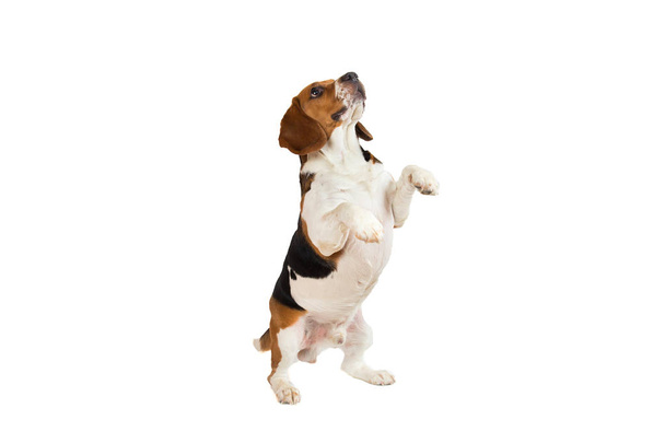 Beautiful Beagle dog on white background. Posing at studio - 写真・画像