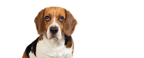 Beautiful Beagle dog on white background. Posing at studio - Фото, изображение