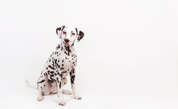 Dalmatian sitting, looking at the camera, isolated on white - Foto, Imagem