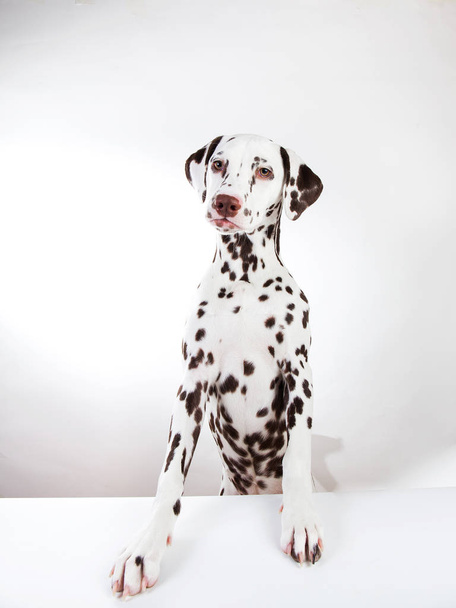Dalmatian sitting, looking aside, isolated on white - Foto, immagini