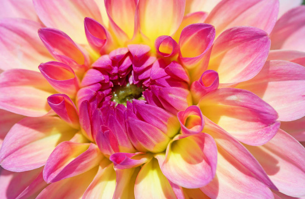 Dahlia flower - Foto, Bild