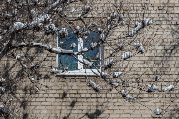 Część szarej ściany ceglanej domu z jednym oknem z plastikowymi białymi ramkami i zielonymi roślinami i sadzonki pomidorów wewnątrz i szare drzewo ze śniegiem na oddziałach na zewnątrz zimą - Zdjęcie, obraz