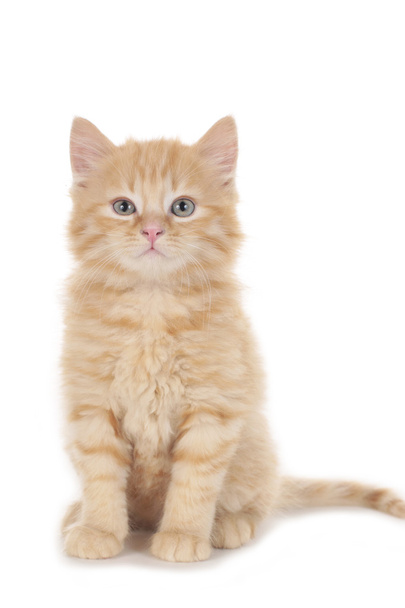Sweet red tabby domestic kitten isolated - 写真・画像
