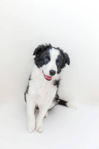 Divertido estudio retrato de lindo olor perro borde collie sobre fondo blanco
 - Foto, imagen