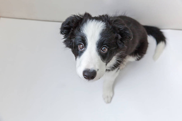Engraçado estúdio retrato de bonito smilling cachorro cão fronteira collie no fundo branco
 - Foto, Imagem