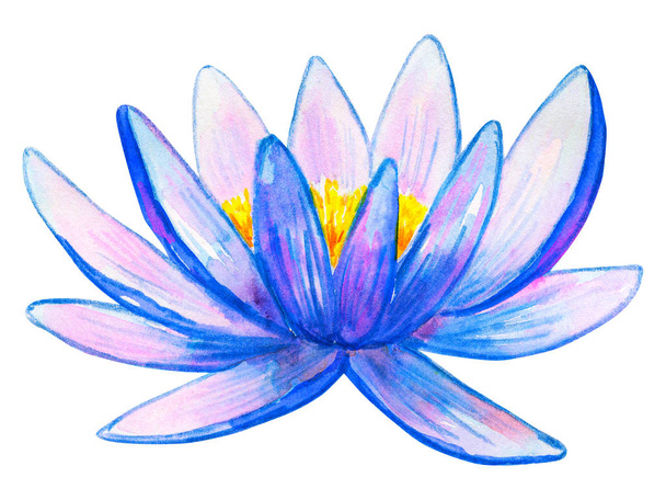 Blue pink water lily. Hand drawn watercolor illustration. Isolated on white background. - Photo, Image