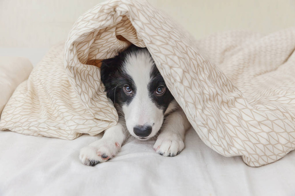 Hauska muotokuva söpö smilling pentu koiran raja collie sängyssä kotona
 - Valokuva, kuva