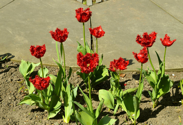 Tulips Lion King - Photo, Image